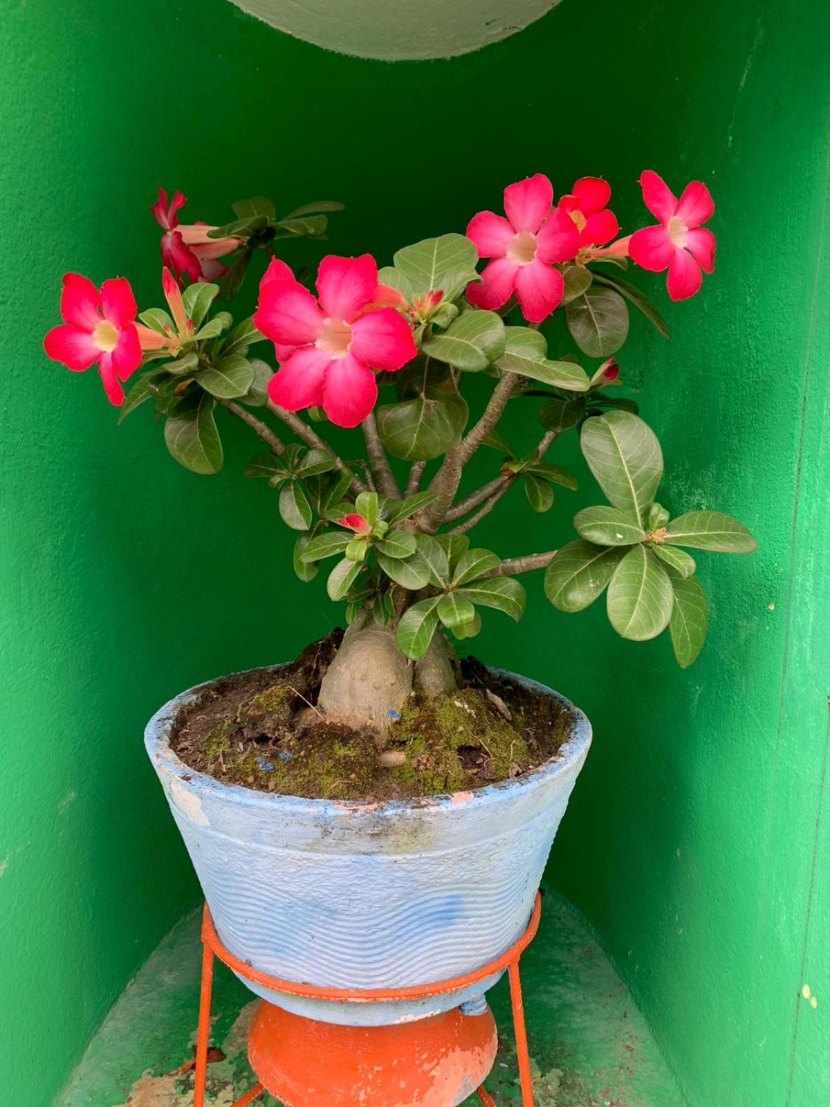 Pousada Casa Porto Pôrto das Galinhas 외부 사진